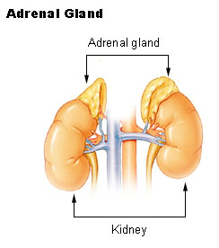 Illustration of the adrenal gland and its position near the kidneys