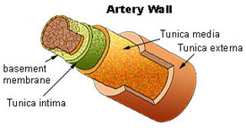 Illustration on an artery wall