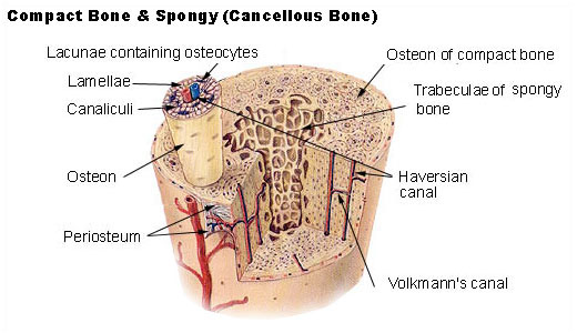 Anatomy Colleges.com Structure of Bone Tissue