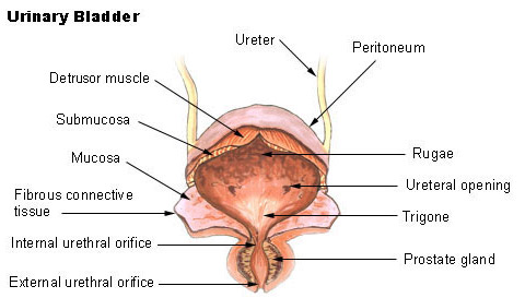 Illustration of the urinary bladder