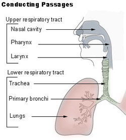 Illustration of the conducting passages of the upper and lower respiratory tracts