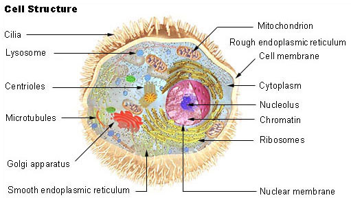 Illustration showing the structure of a cell