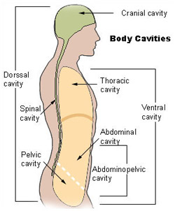 Illustration of the cavaties of the human body
