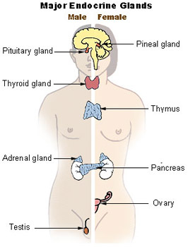 Illustration showing the different types and locations of endocrines glands in both males and females