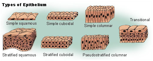 Illustration of epithelial tissue