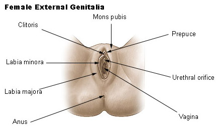 Illustration of female genetalia