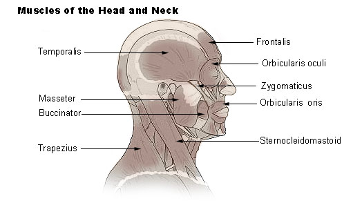Illustration of the head and neck muscles