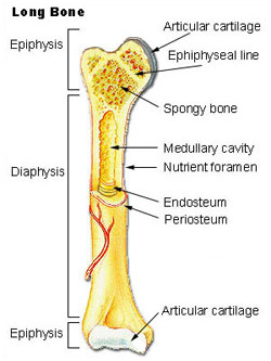 Illustration mapping the different components of a long bone