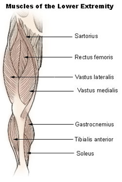 Illustration of the muscles of the lower extremity