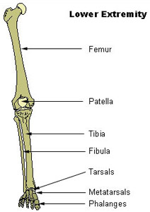 Illustration mapping the bones of the lower extremety