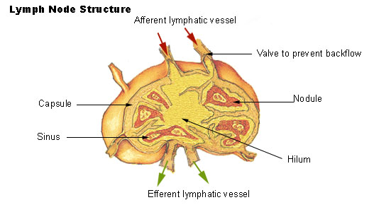 Illustration of the structure of a lymph node