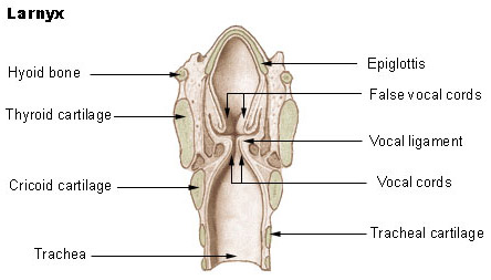 Illustration of the larynx