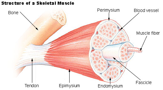 Illustration of the structure of a skeletal muscle