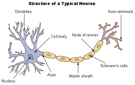 Illustration of a neuron