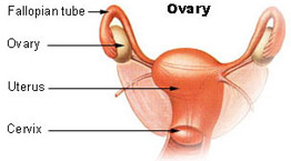 Steroid production in body