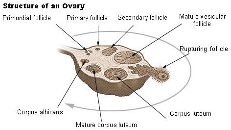 Illustration of the structure of an ovary
