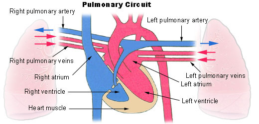 Illustration of pulmonary circulation
