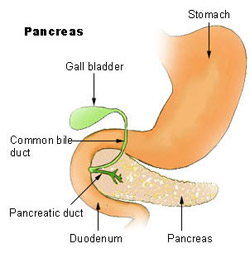 Illustration of the pancreas