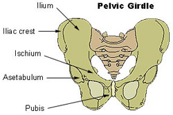 Illustration mapping the bones of the pelvic girdle