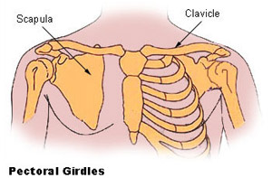 Illustration mapping the bones of the pectoral girdles