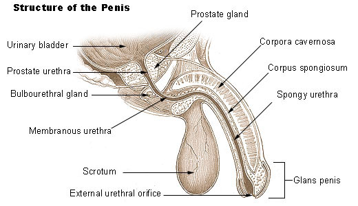Illustration of the penis