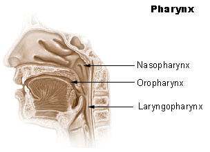 Illustration of the pharynx