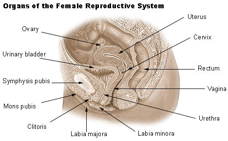 Illustration of the organs of the female reproductive system