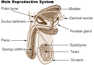 Illustration of the male reproductive system