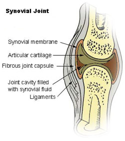 Illustration of a synovial joint