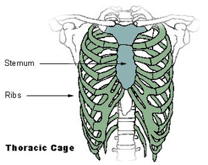 Illustration mapping the bones of the thoracic cage
