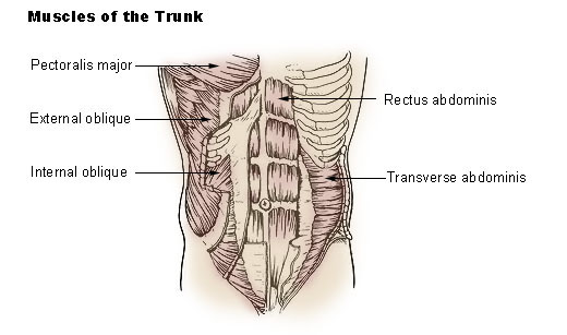 Illustration of the muscles of the trunk