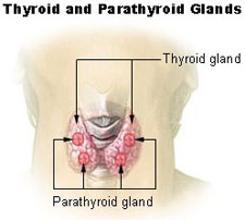 Illustration of the thyroid and parathyroid glands