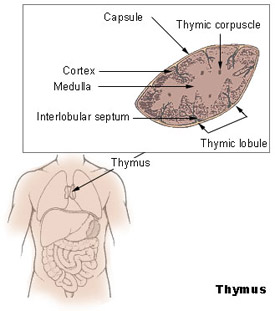 Illustration of the thymus and its location in the human body