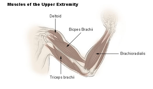 Illustration of the muscles of the upper extremity