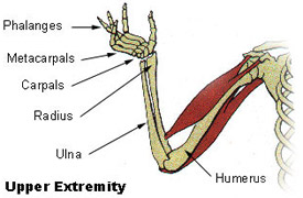 Illustration mapping the bones of the upper extremity
