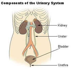 Illustration of the components of the urinary system