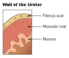 Illustration of a ureter wall