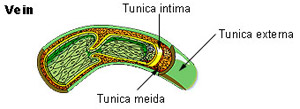 Illustration of the walls of a vein